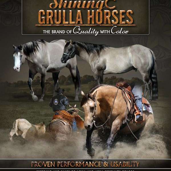 Shining C Grulla Horses