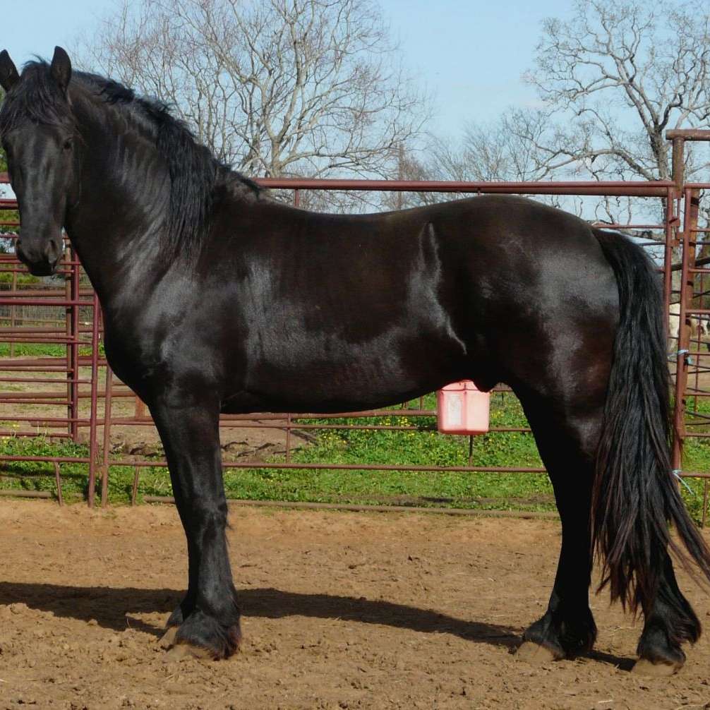 Gorgeous Percheron / Friesian Cross