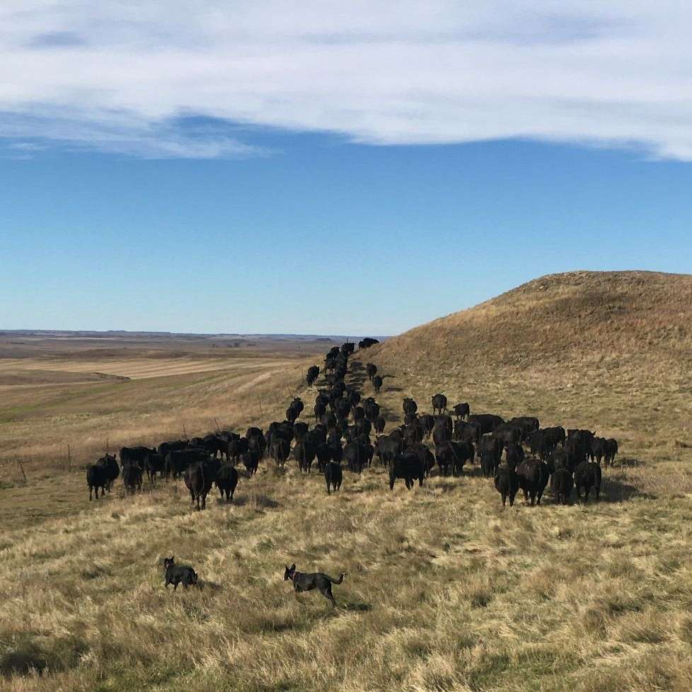 Lazy K Ranch