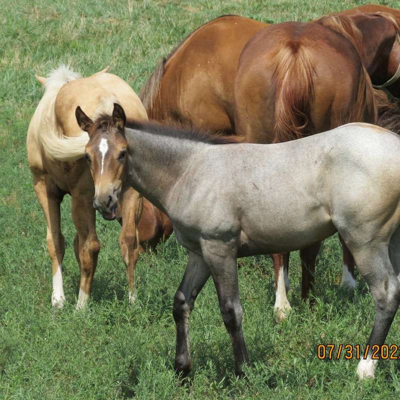 Hickory Lane Horse Farms