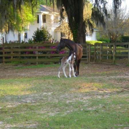 Belvedere Farm