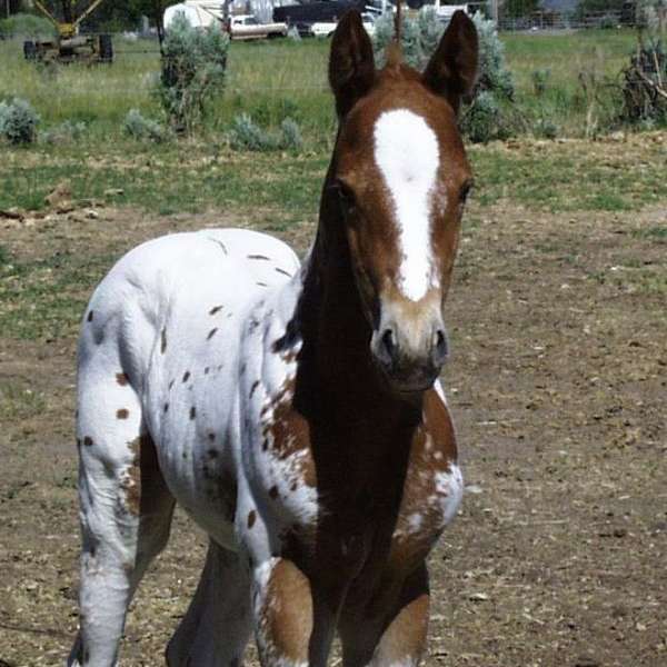 MT Appaloosas and Quarter horses