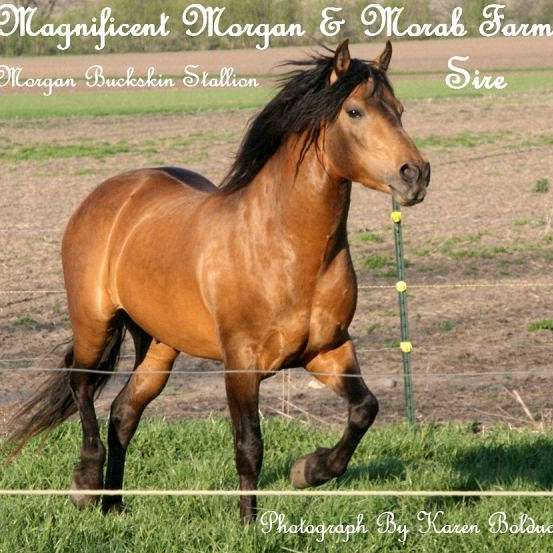 Magnificent Morgan and Morab Farm