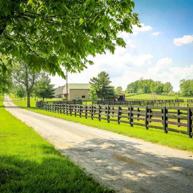 Captive Horizon Saddlebreds