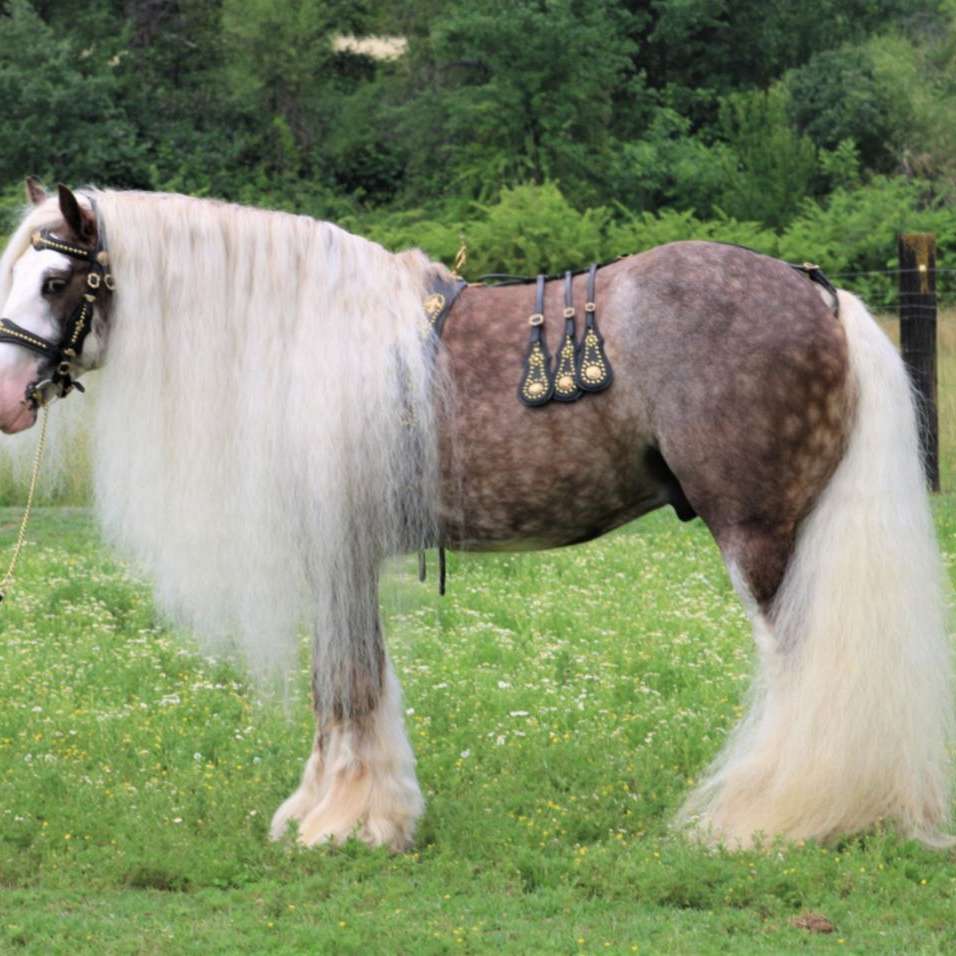 DMS Ranch