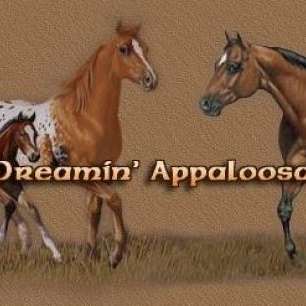 dun dreamin appaloosa ranch