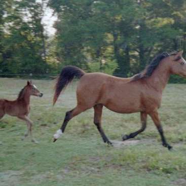 Diamond Magic Arabians