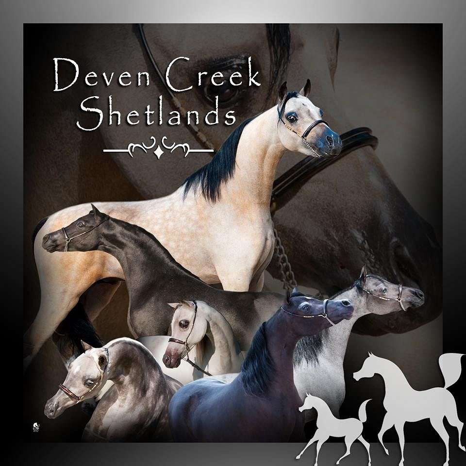 Deven Creek  Shetlands