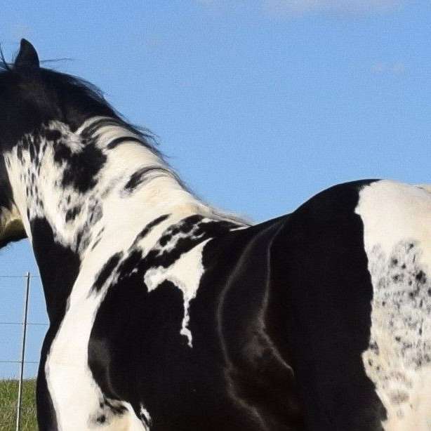 Cash It Cowboy - APHA double homozygous tobiano stallion at stud.