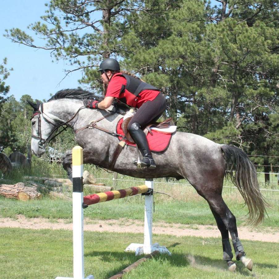 Dragon Fly Sport Horses