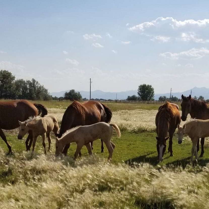 Triple Diamond Horses