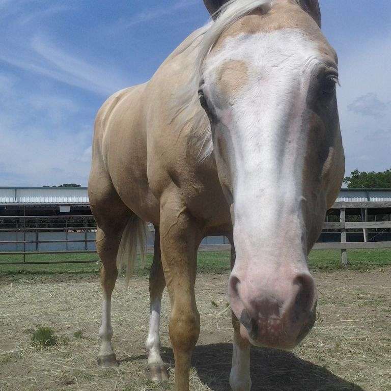Luce Reins Training- Horse Training and Lessons