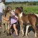 KCS Ponies