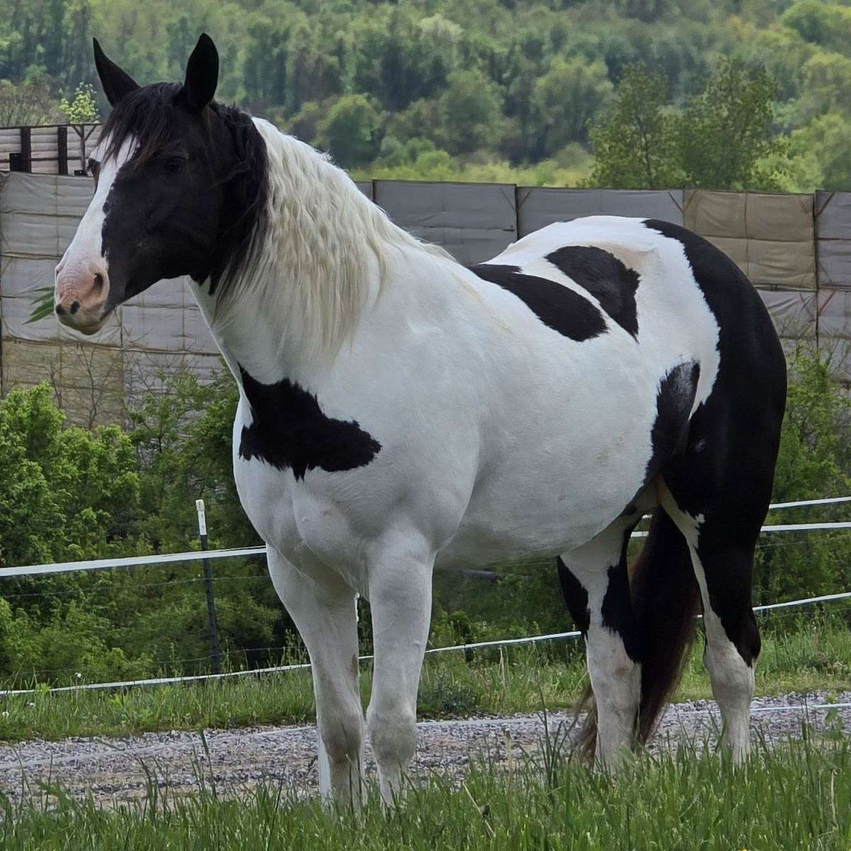 Circle L Horses