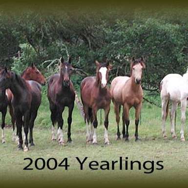 Fisher Ranch Draft Crosses and sport horses 