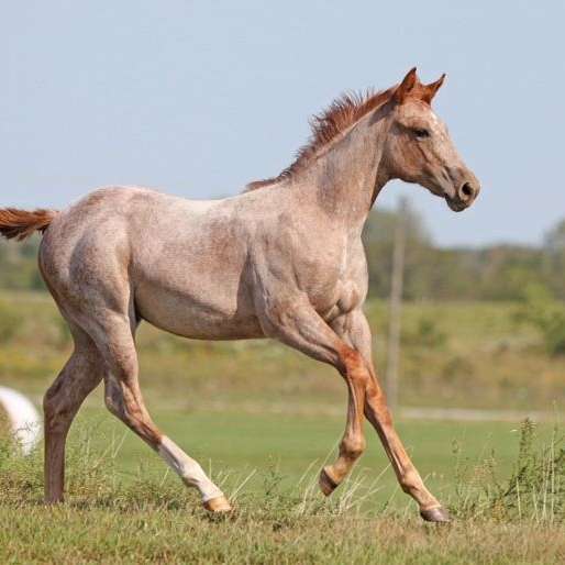 Rock Solid Quarter Horses