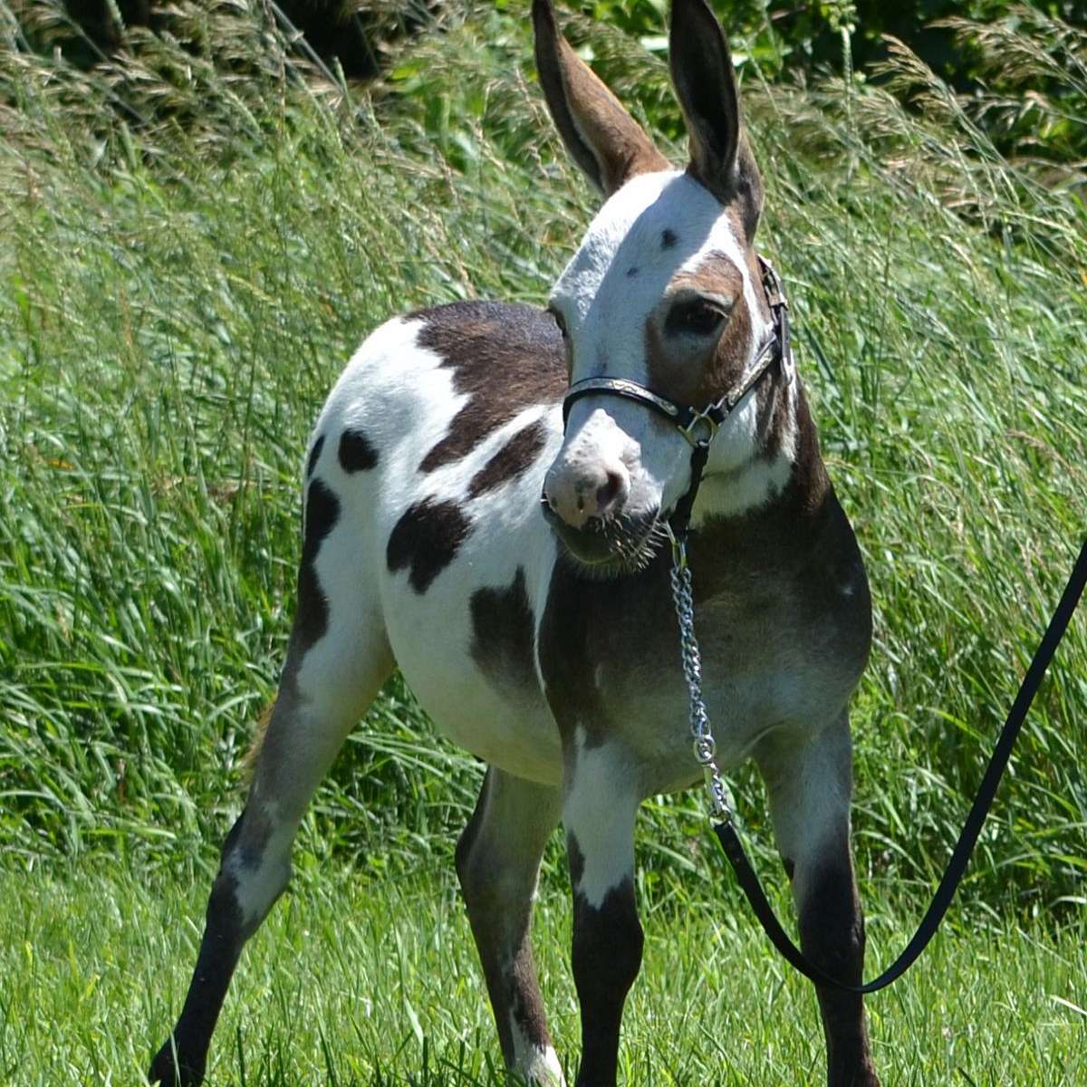 Critter Haven Farm