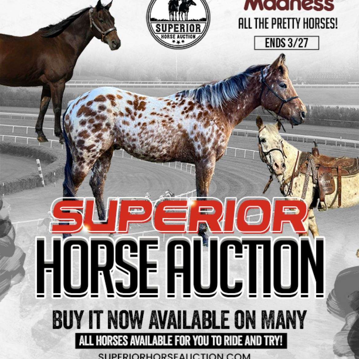 Superior Horse Auction
