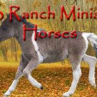 A B Ranch Miniature Horses