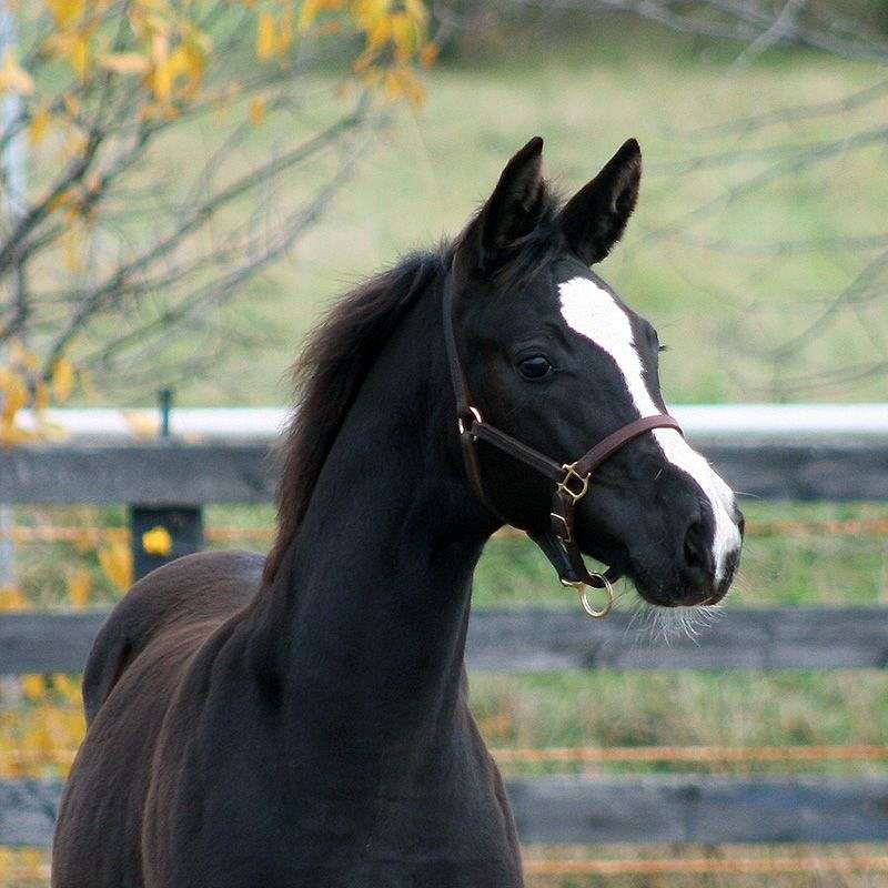 Blackshire Equestrian Centre