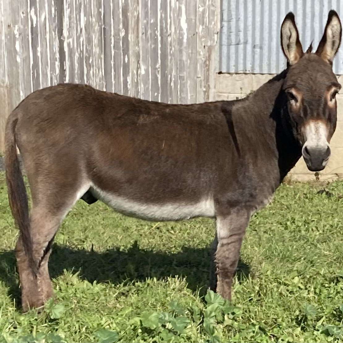 SF Miniature Donkeys