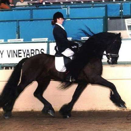 Black Sterling Friesians Inc