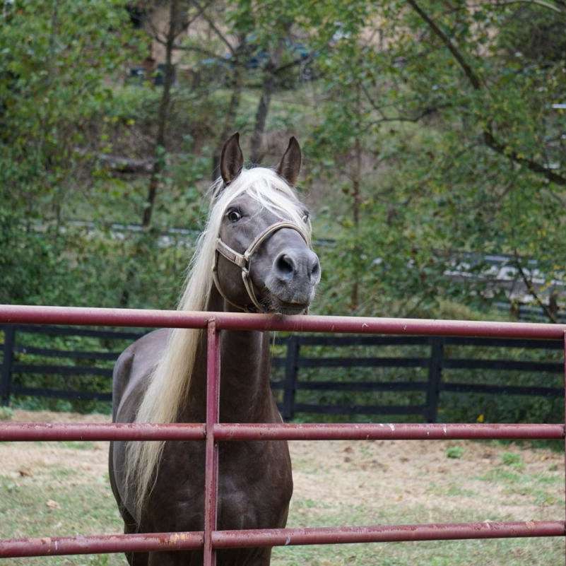 Copper Creek Farm 