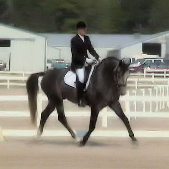 Eiresown Sporthorses
