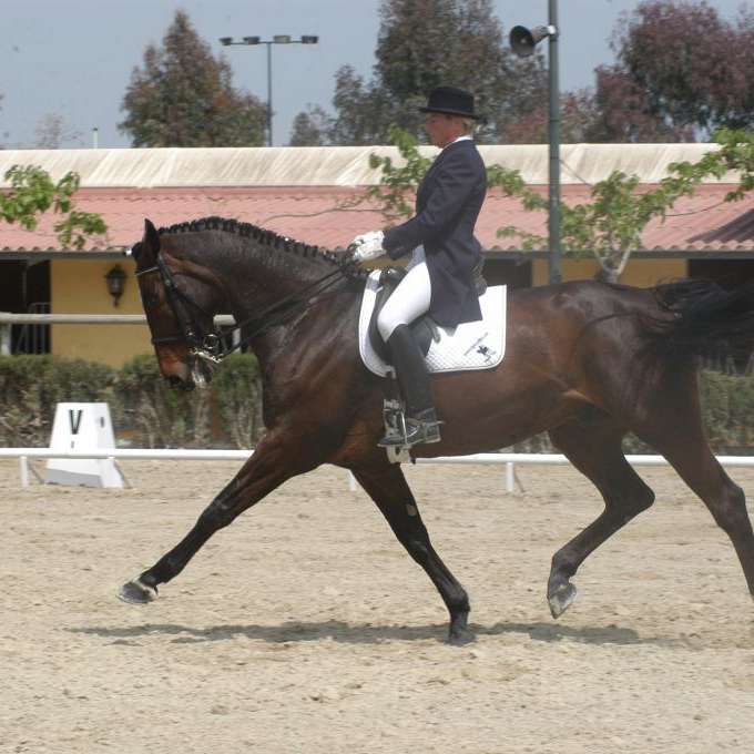 Spanish Dressage horses