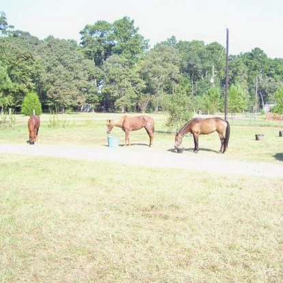 Twisted Wire Training  Performance Horses