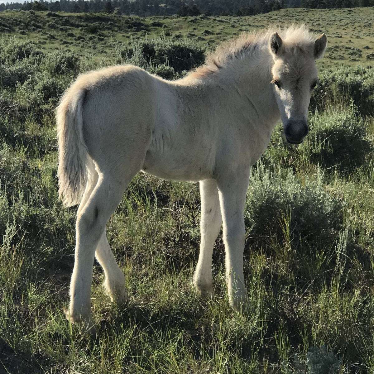 Snowy Ridge Horses LLC