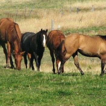 Triple G Livestock & Quarter Horses