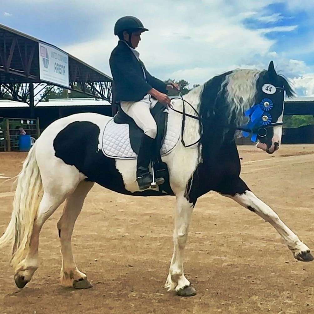 Grand Mesa Friesians