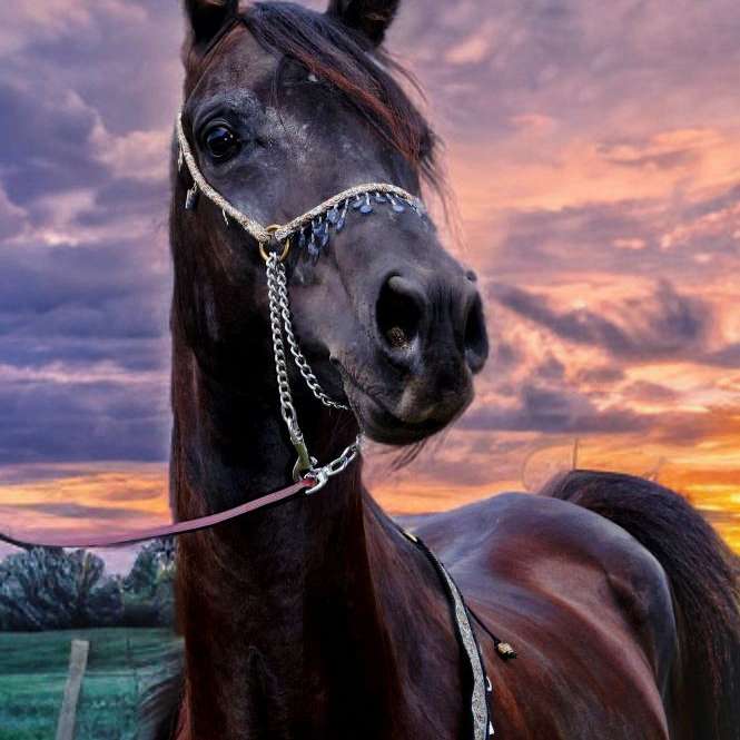 Lazy K Farm  Arabians 
