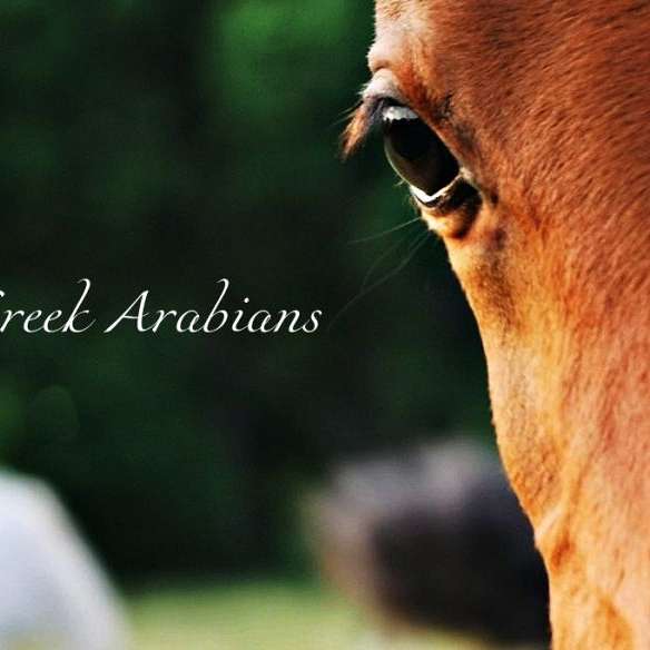 Spirit Creek Arabians