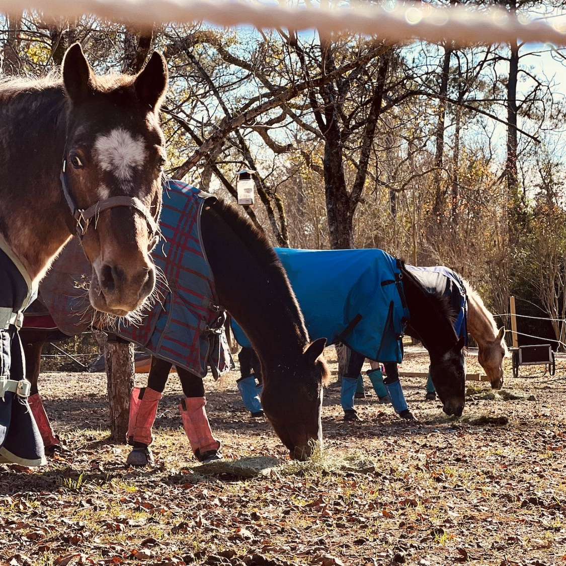 is tobacco good for horses Riding Lessons |The Tobacco Barn | Hubert NC