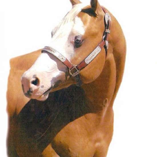 Bollier Paint Horses
