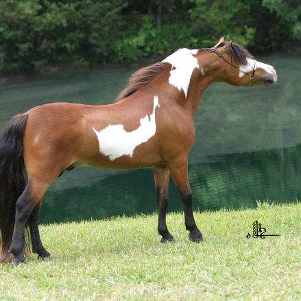 Cedar Fields Miniature Horses