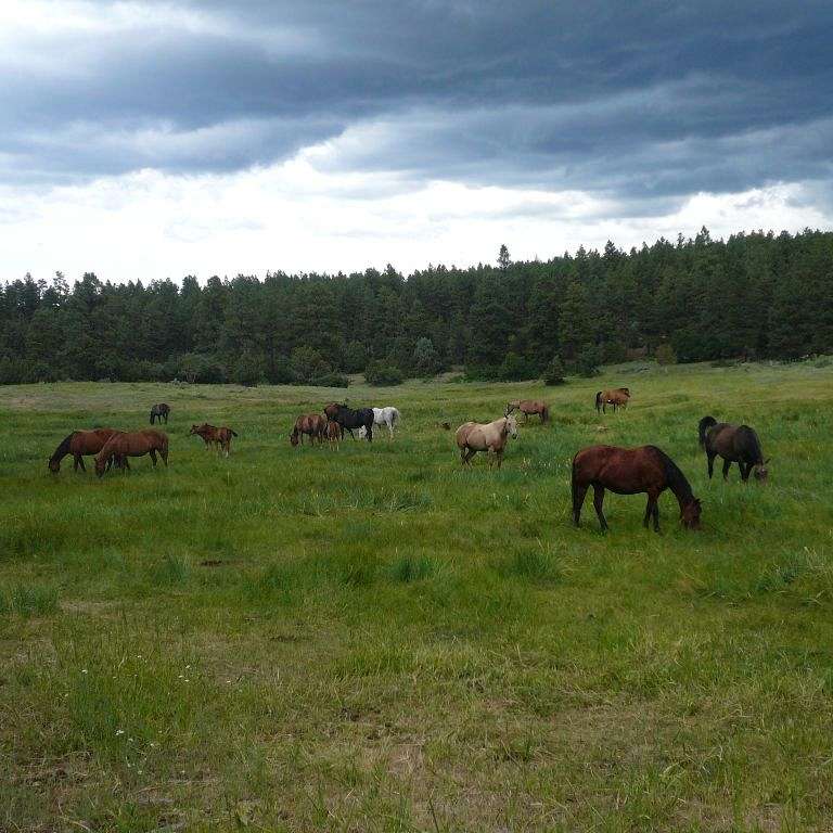 M7 Quarter Horses