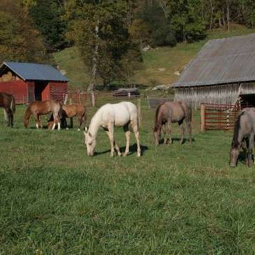 Saddle Creek Quarter Horses