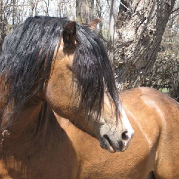 The Pony Ranch Alberta