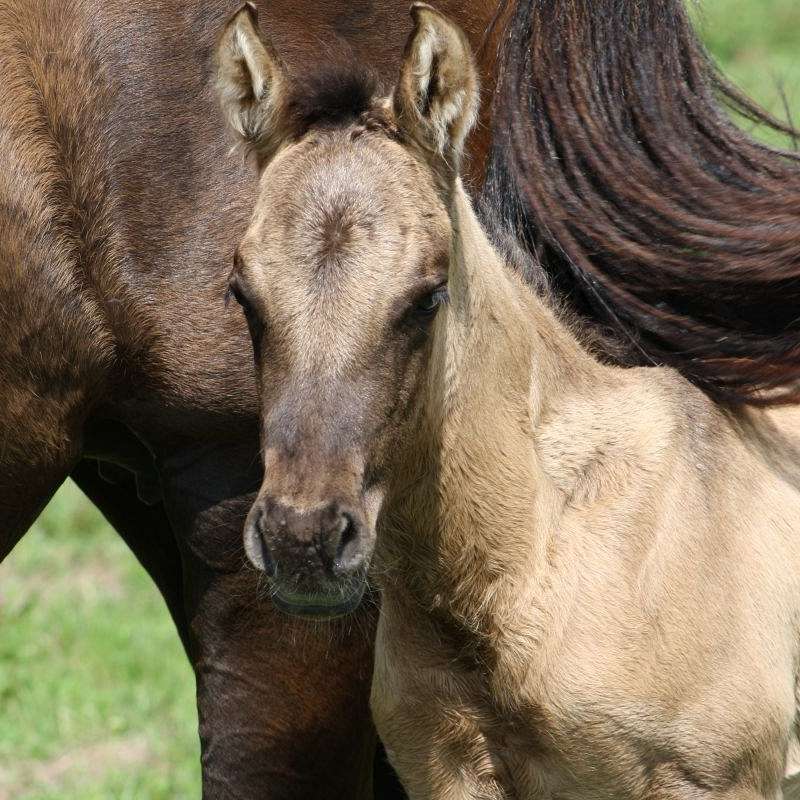 Rockin' K Quarter Horses