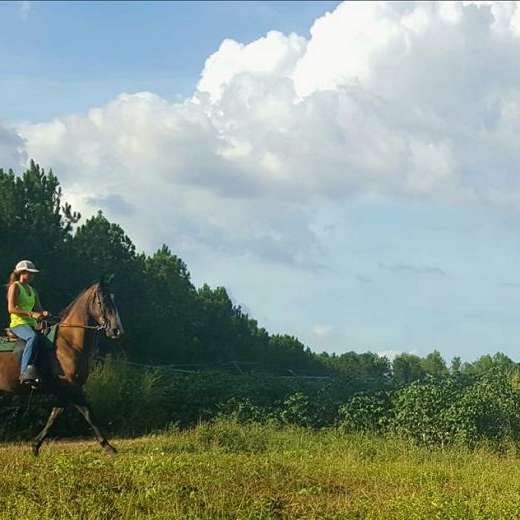 Ed Lawson and Sons Horse SalesKnotted Pine Stables