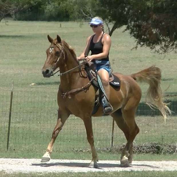 KM Equine Services