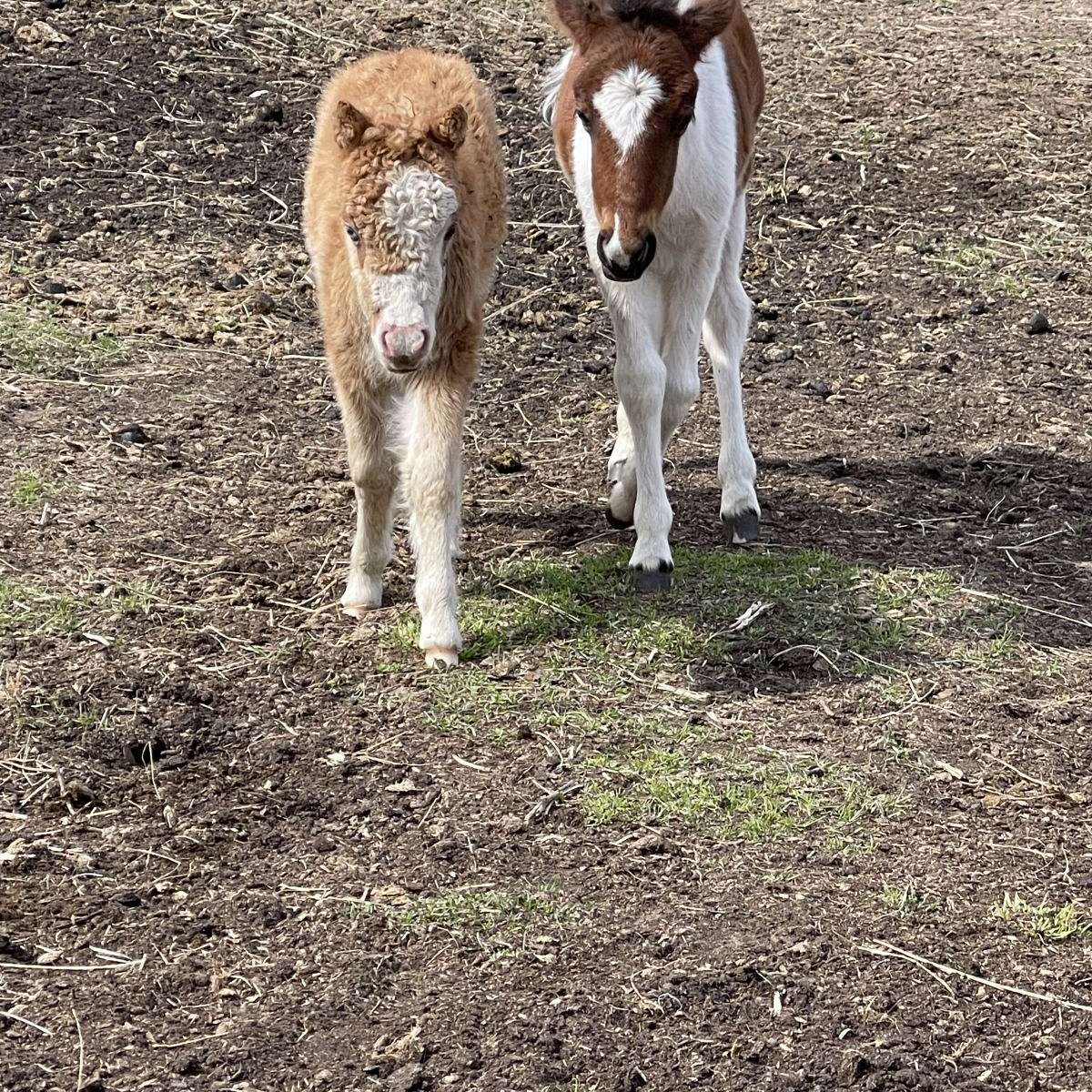 Fosheim Farm Farrier