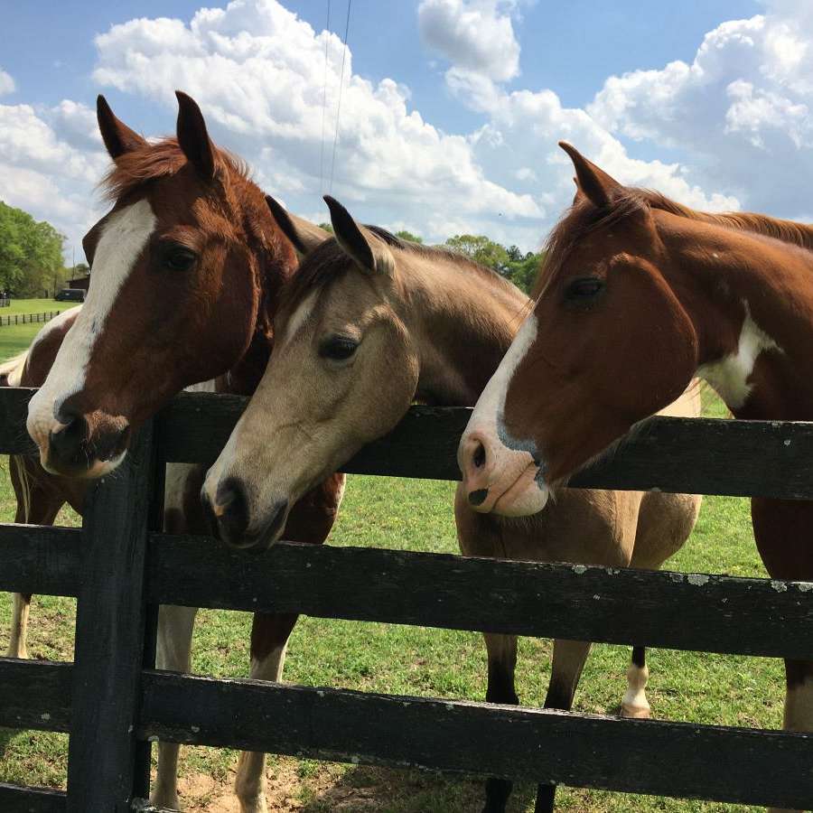 K.T. HORSEMANSHIP at SOUTHERN DREAMS RANCH