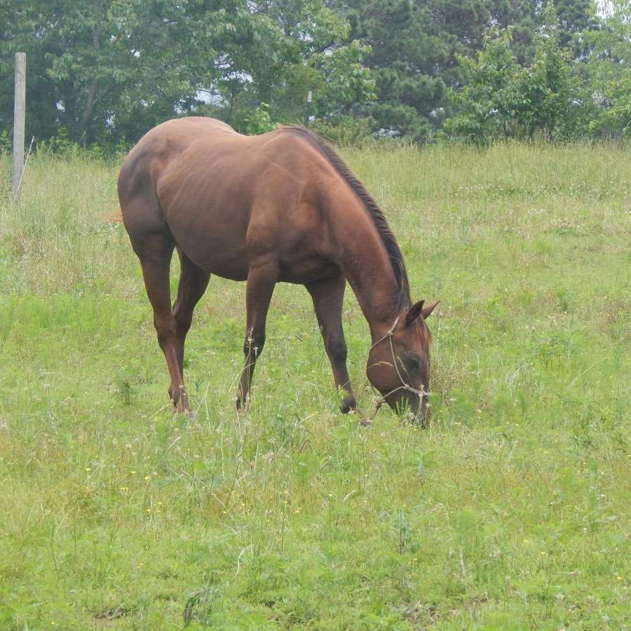 Lc's Heritage Performance Horses