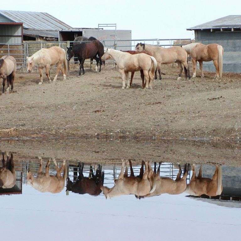 DS Bar Quarterhorses