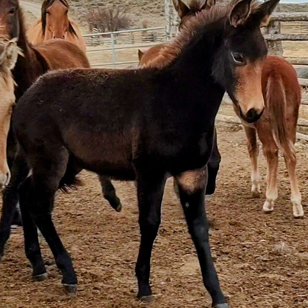 Nevada Creek Cattle and Horses