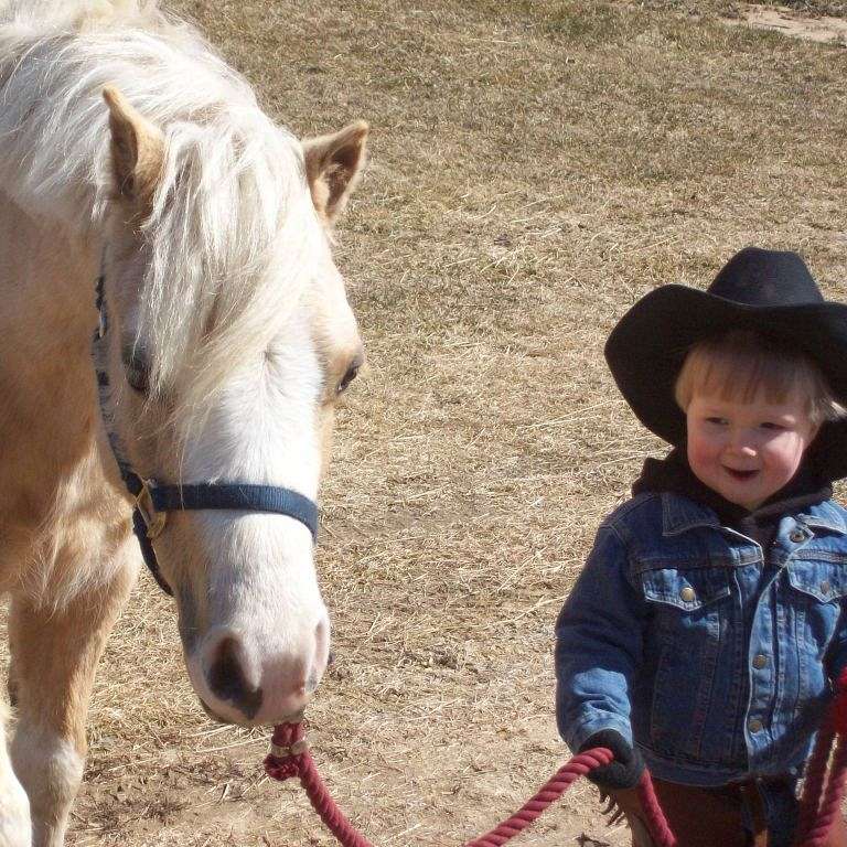 CLEAR MEADOWS MINIATURE HORSES